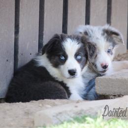 Australian Shepherd Puppies from Painted Blue Aussies