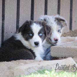 Australian Shepherd Puppies from Painted Blue Aussies
