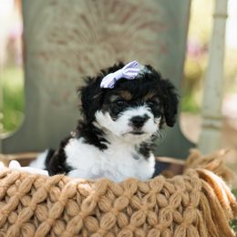 Cavapoo Puppies from Ibby Dibby doodles