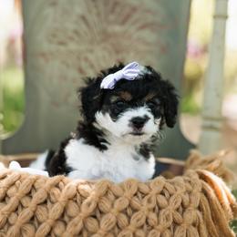 Cavapoo Puppies from Ibby Dibby doodles