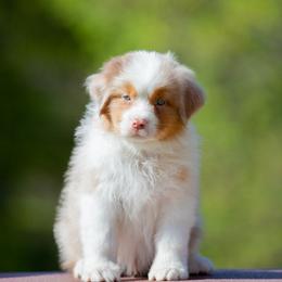 Australian Shepherd and Golden Retriever Puppies from Shadomoon