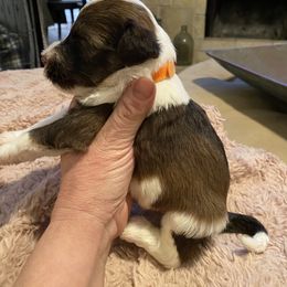 Portuguese Water Dog Puppies from Pawsitively Portuguese