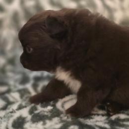 Meadow - Chocolate female Pomeranian puppy in Gun Barrel City, Texas from Petite Poms