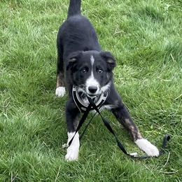 Border Collie Puppies from Cahill’s Canines