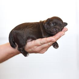 Bear - Liver male Shihpoo puppy in Nickelsville, Virginia from The Teddybear Shihpoo
