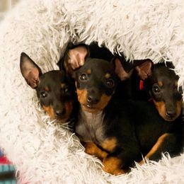 Ibizan Hound and Manchester Terrier Puppies from Dugualla
