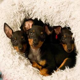 Ibizan Hound and Manchester Terrier Puppies from Dugualla