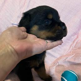 Hail - Black and mahogany male Rottweiler puppy in Crothersville, Indiana from The Solid Rock Kennel