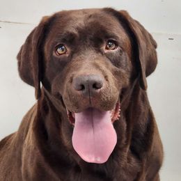 Birdie - Labrador Retriever