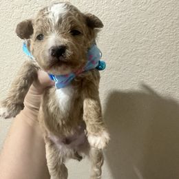 River - Apricot male Maltipoo puppy in Victorville, California from Boujeepups
