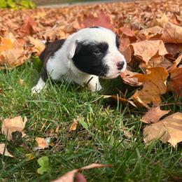 Jinx - Brindle and white female Cardigan Welsh Corgi puppy in Clio, Michigan from Old Oak Cardigans