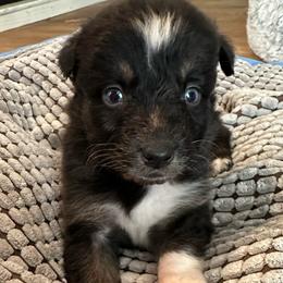 Lady Bird - Black tri-color female Australian Shepherd puppy in Albertville, Alabama from Salt Creek Aussies