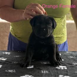 Orange Collar - Black female Cane Corso puppy in Paris, Texas from Knucklehead Cane Corso