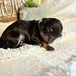 Girl 3 - female Havapoo puppy in Marquand, Missouri from Perfectly Playful Doodles