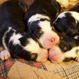 Female 1 - Tri-color female Bernedoodle puppy in Belgreen, Alabama from Scott’s Farm Poodles and Doodles