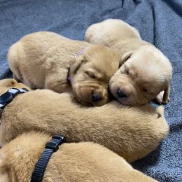 Labrador Retriever Puppies from B&L Chocolate Farm