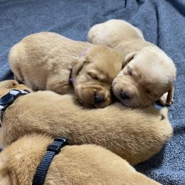 Labrador Retriever Puppies from B&L Chocolate Farm