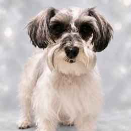 Spicy - Miniature Schnauzer