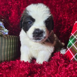 Boy 2 - Red and white male Saint Bernard puppy in Castle Rock, Washington from PNW Saint Berdoodles