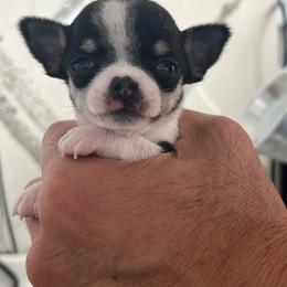 Very Tiny Ella 8000 - Black and white female Chihuahua puppy in Huntington Beach, California from Amy’s Chihuahuas