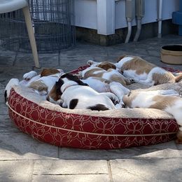 Brittany Puppies from SeaBreeze Brittanys
