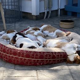 Brittany Puppies from SeaBreeze Brittanys