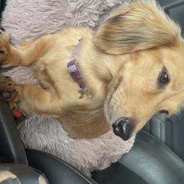 Lady - Dachshund