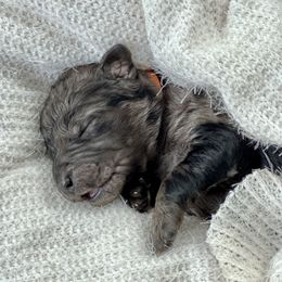 Girl 1 - Merle Goldendoodle puppy in Powell, Tennessee from Melhorn Manor & Farm Doodles