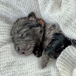 Girl 1 - Merle Goldendoodle puppy in Powell, Tennessee from Melhorn Manor & Farm Doodles