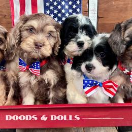 Bernedoodles, Cockapoos, Cocker Spaniels, Goldendoodles, and Poodles from Doods & Dolls