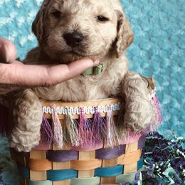 Bernedoodle and Labradoodle Puppies from Royal Doodles