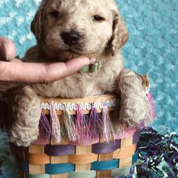 Bernedoodle and Labradoodle Puppies from Royal Doodles