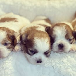 Shih Tzus from Texas Shih tzu crew Shih Tzus