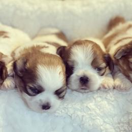 Shih Tzus from Texas Shih tzu crew Shih Tzus