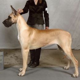 Doberman Pinschers and Great Danes from Whiskey Mac Dobermans