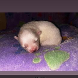 Casper - White male Pomeranian puppy in Illinois from Maribel Poms