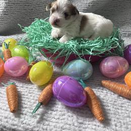 Peanut - White and tan male Morkie puppy in Arlington, Texas from Paw Paradise 82
