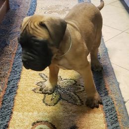 Bullmastiff Puppies from Carolina Bullmastiffs
