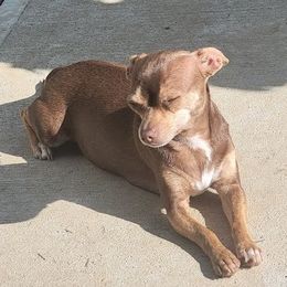 Kai - Chihuahua