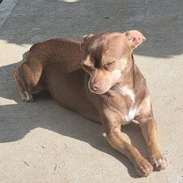 Kai - Chihuahua