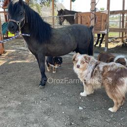 Australian Shepherd Puppies from Oro’z Farm Aussies