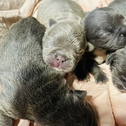 French Bulldog Puppies from French OG Los Ángeles
