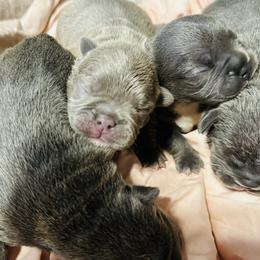 French Bulldog Puppies from French OG Los Ángeles