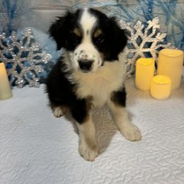Australian Shepherd Puppies from Annie's Aussies