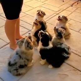 Heff - Red merle male Australian Shepherd puppy in Waddell, Arizona from Winsome Aussies