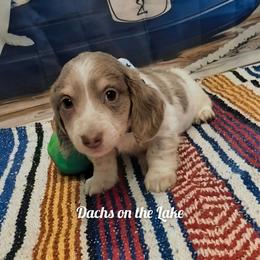 Thor - Fawn (isabella) and cream male Dachshund puppy in Grove, Oklahoma from Dachs on the lake
