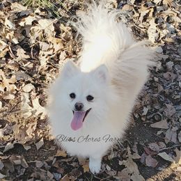 Spirit - Pomeranian