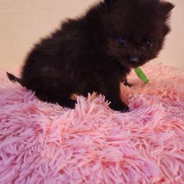 Green - Black male Pomeranian puppy in Fort Worth, Texas from Ramos' Pommies