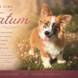 Tatum - American Corgi