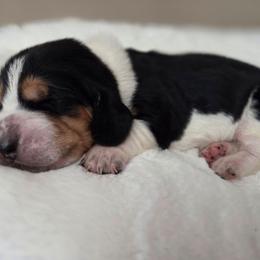 Wednesday - Black white and brown female Basset Hound puppy in Denison, Texas from Emma Lou's Baby Bassets